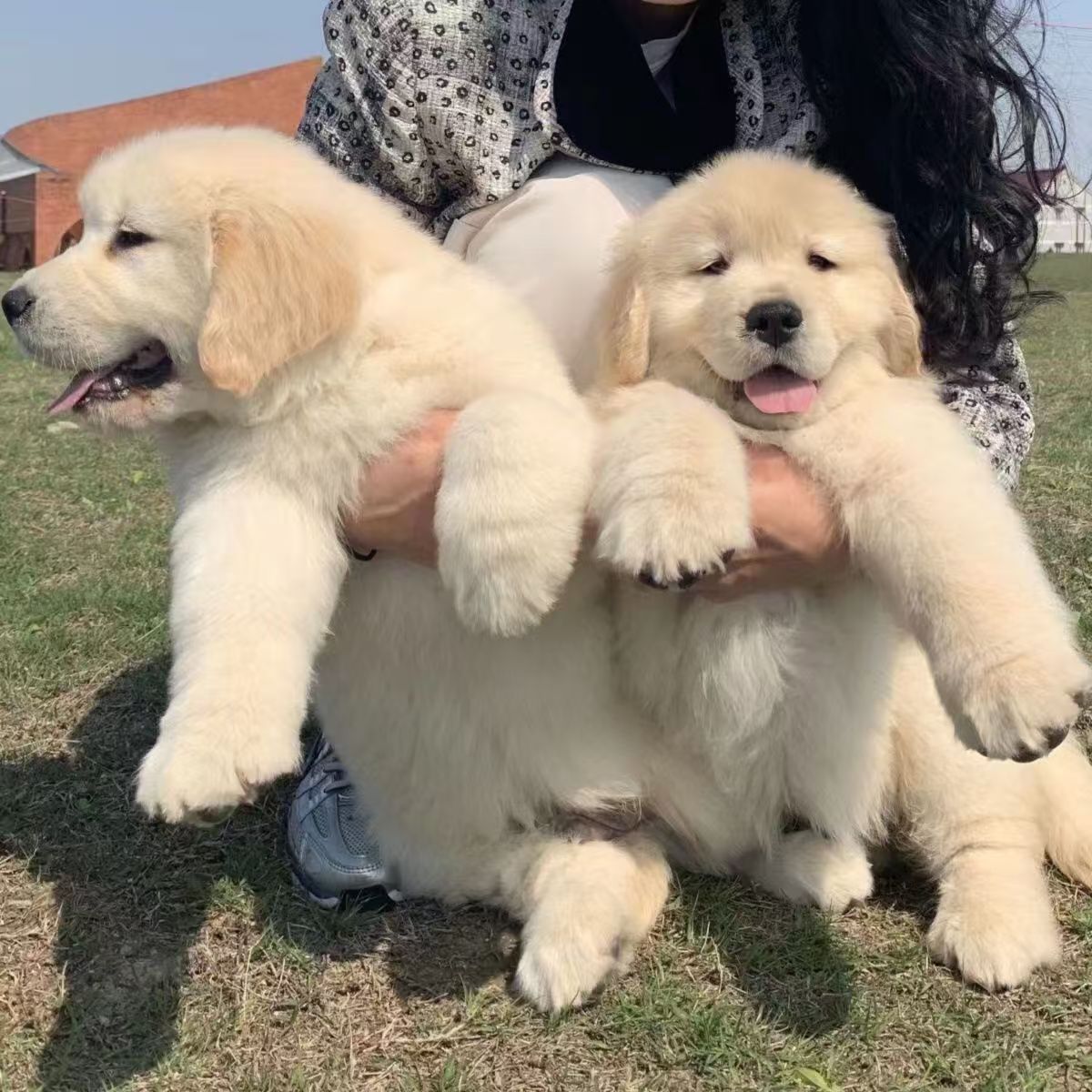 纯种金毛犬幼犬活体狗狗宠物狗金毛犬导盲犬大骨架金毛家养小狗