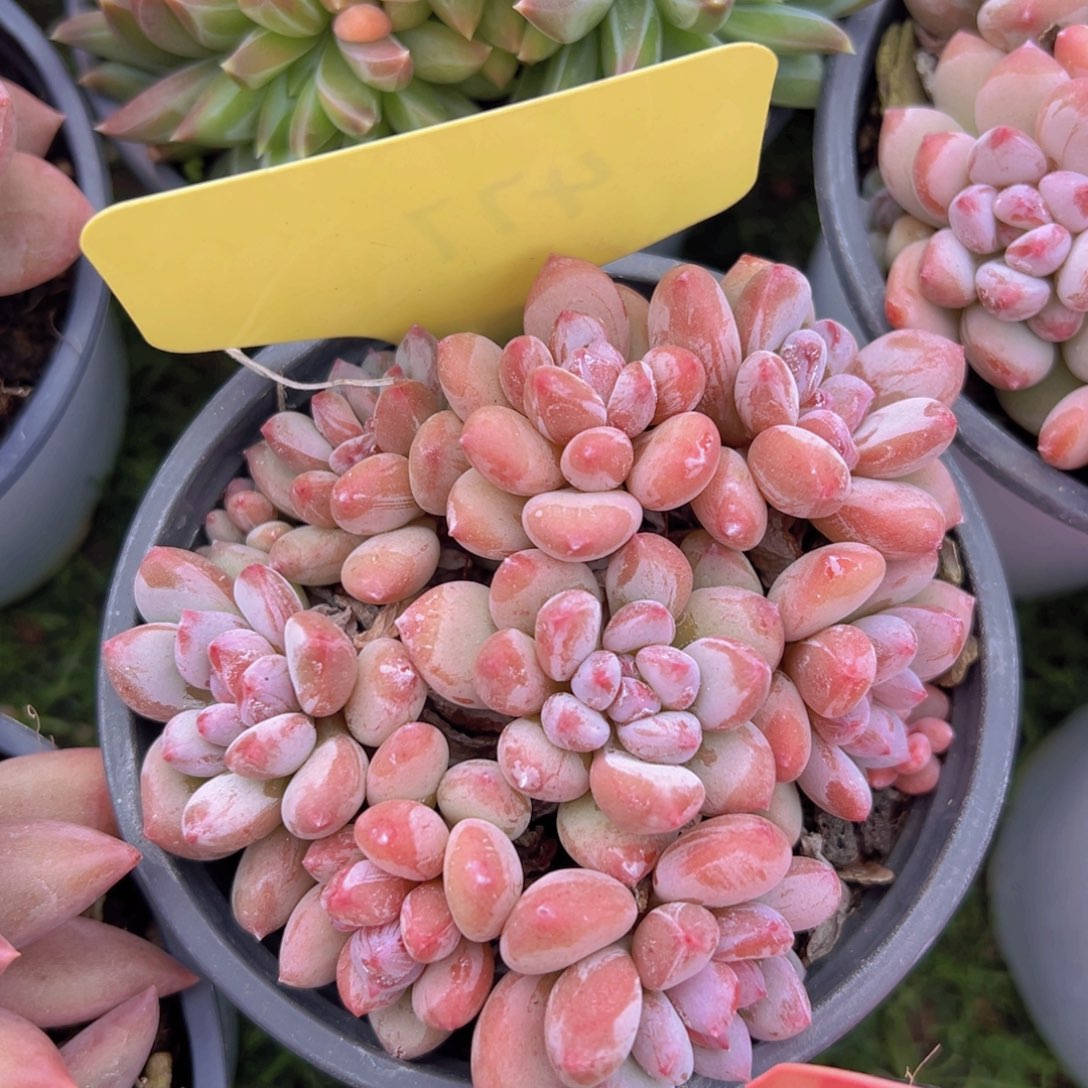 香玉的故事是一个人的故事吗笑