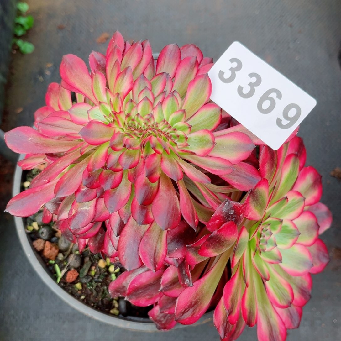 美姬缀多肉发货发货