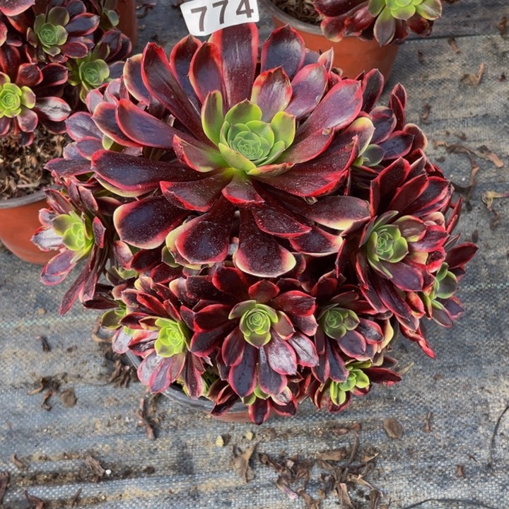 774老庄多肉法师欧嘉莉