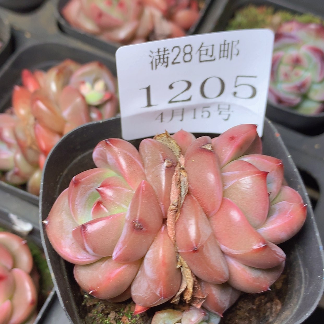 【闪购商品】云1205号