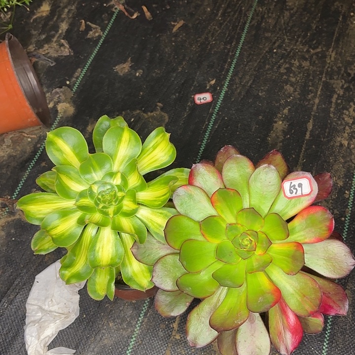 组合两个植物法师639