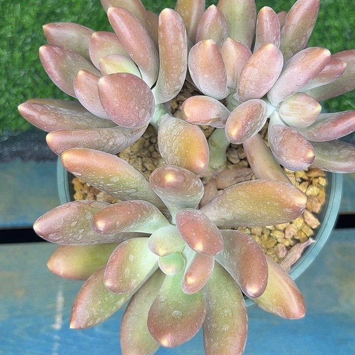 四头芒果杂交11111111