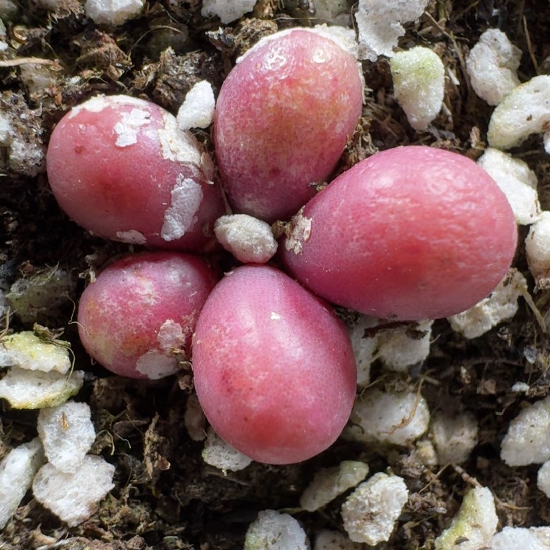 3180。紫葡萄一群