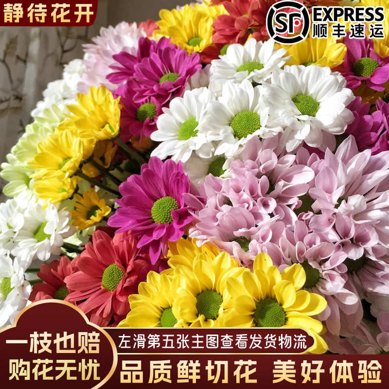 【静待花开】彩虹菊-A级小菊 云南鲜花斗南花卉顺丰包邮