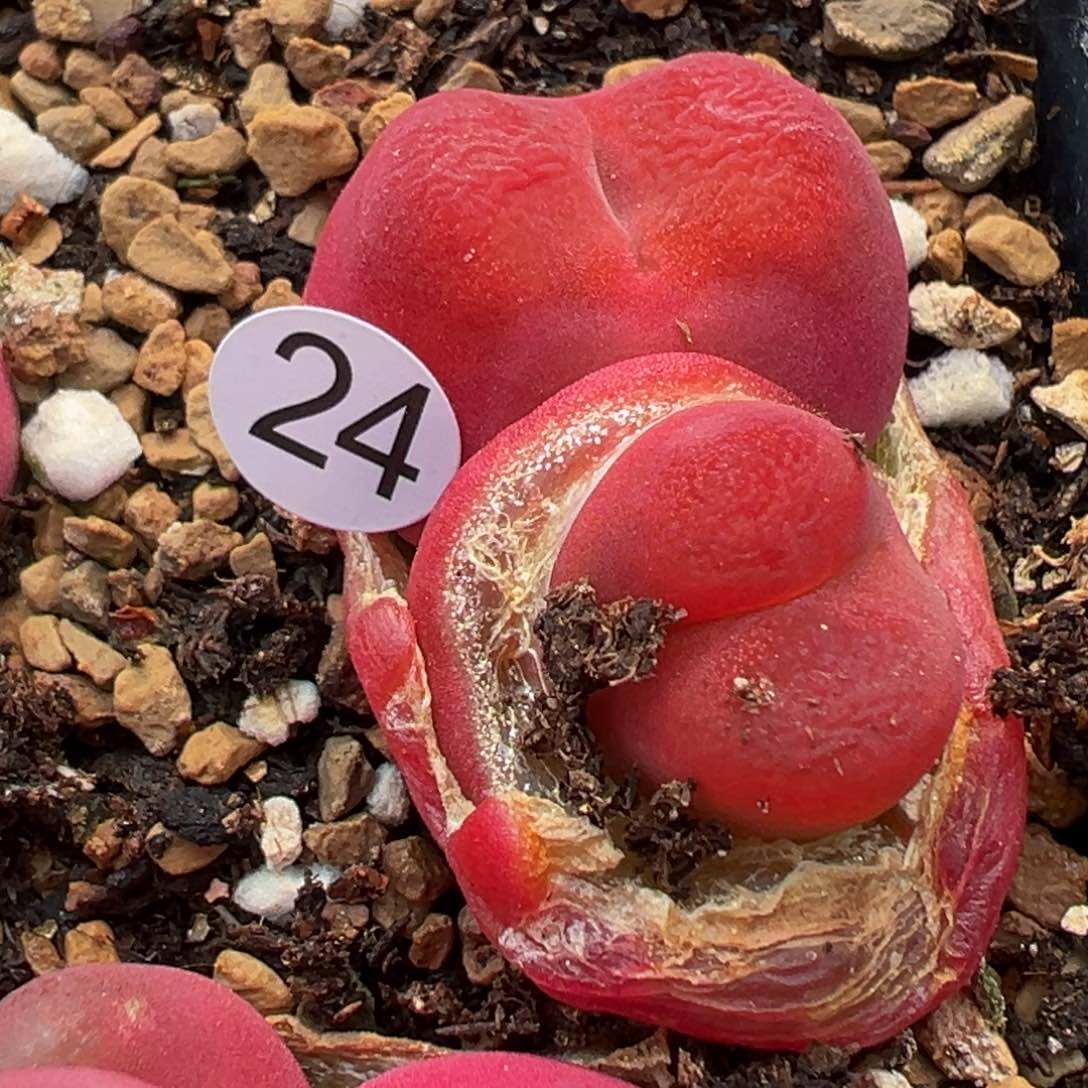 多肉植物11111111111111