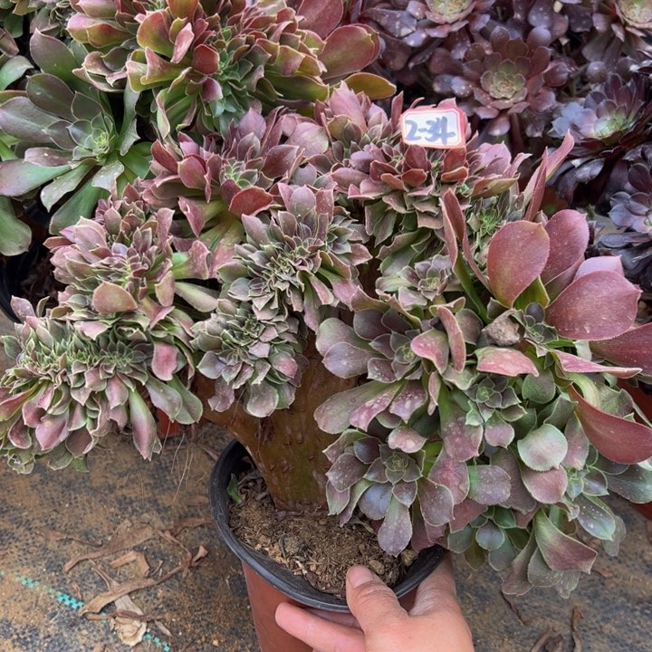 玫瑰缀多肉植物2-34