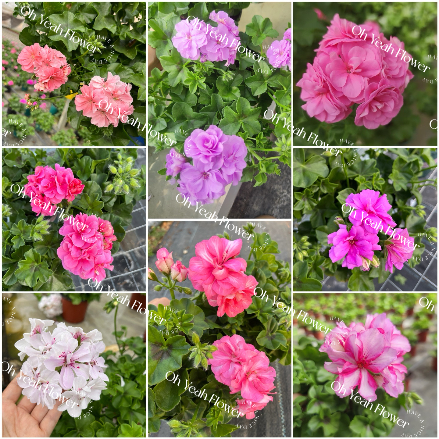 【垂吊漫天】天竺葵 阳台爆花花瀑布