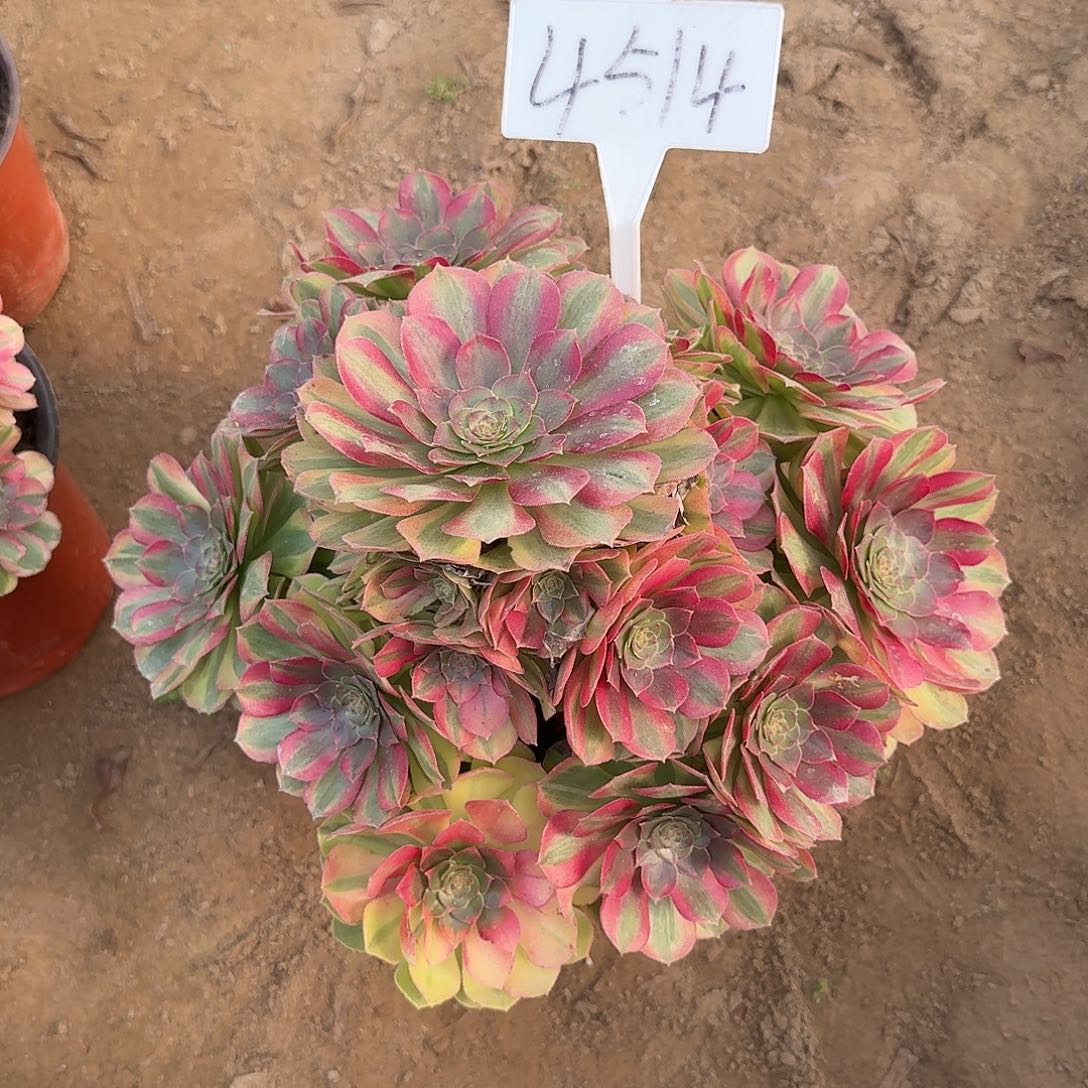 4514雨荷多肉法师多肉