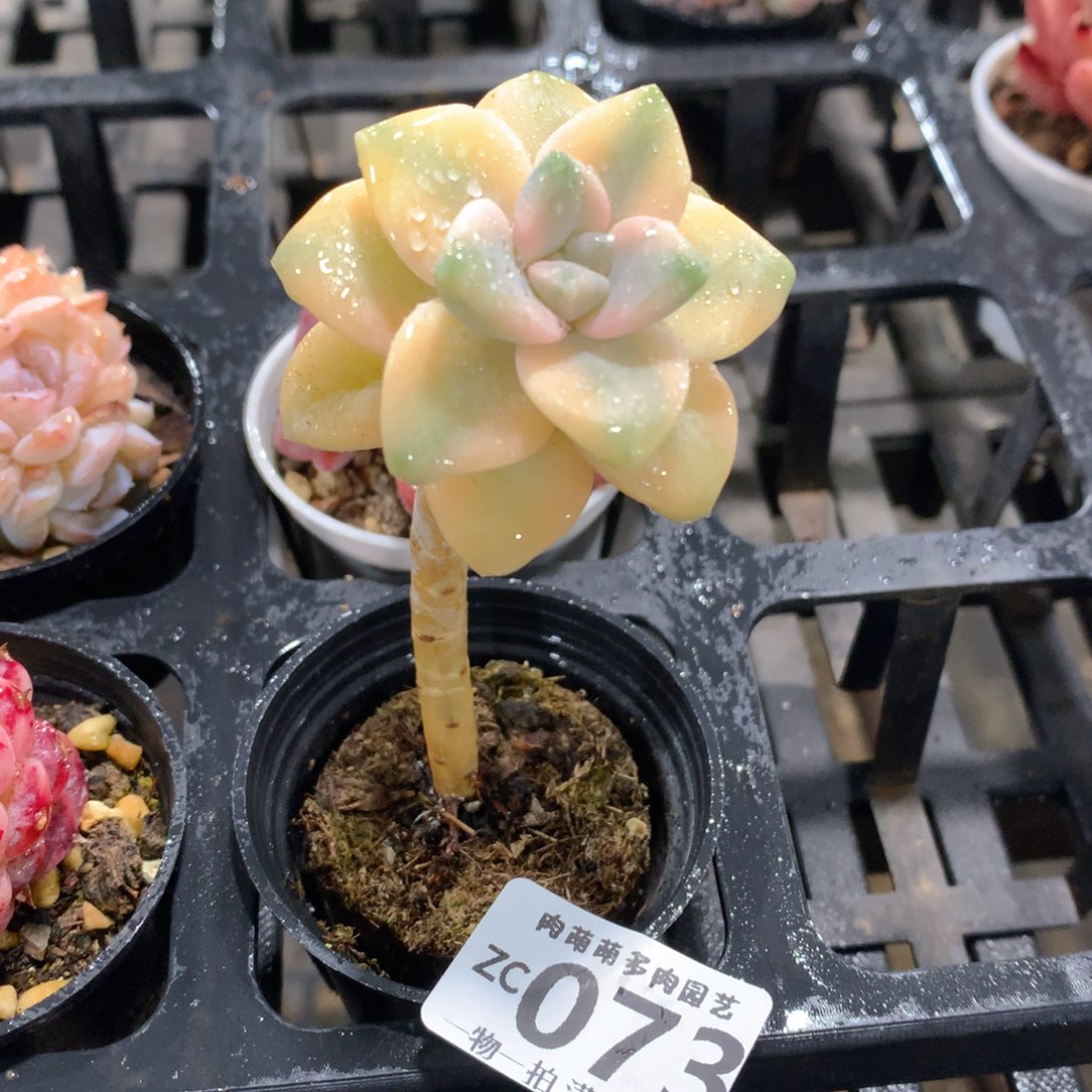 肉萌萌拇指盆精控多肉ZC073