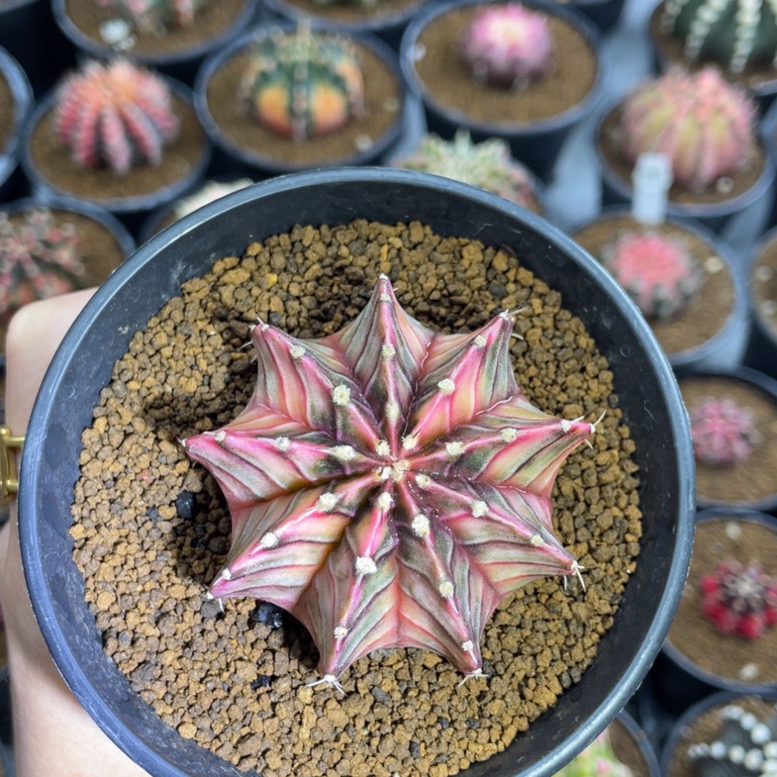 桃太郎肋骨锦000000000309