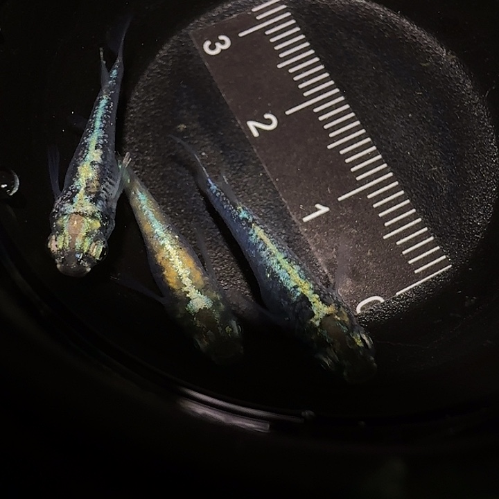 青鳉鱼一物一拍628