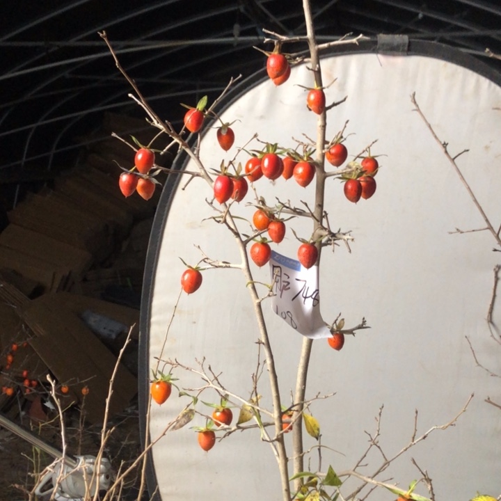 无花朵老鸭是一　老鸭