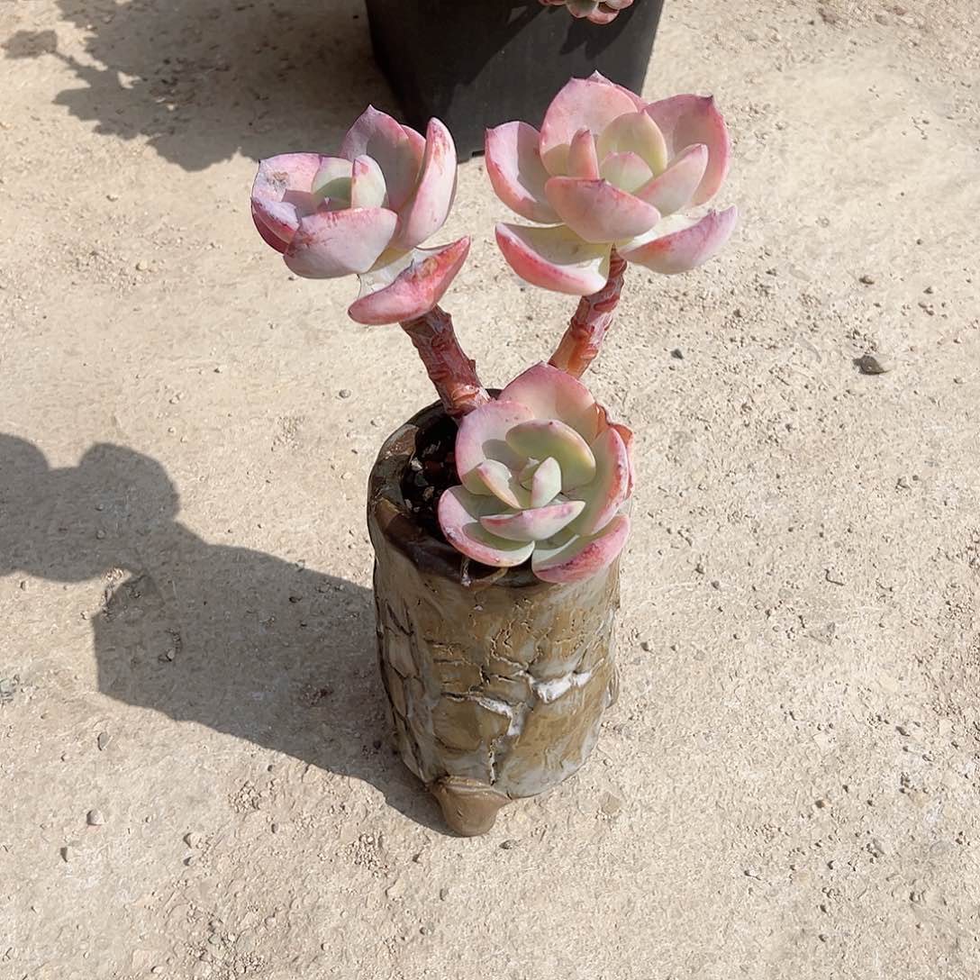 诸**意白月光多肉植物脱土