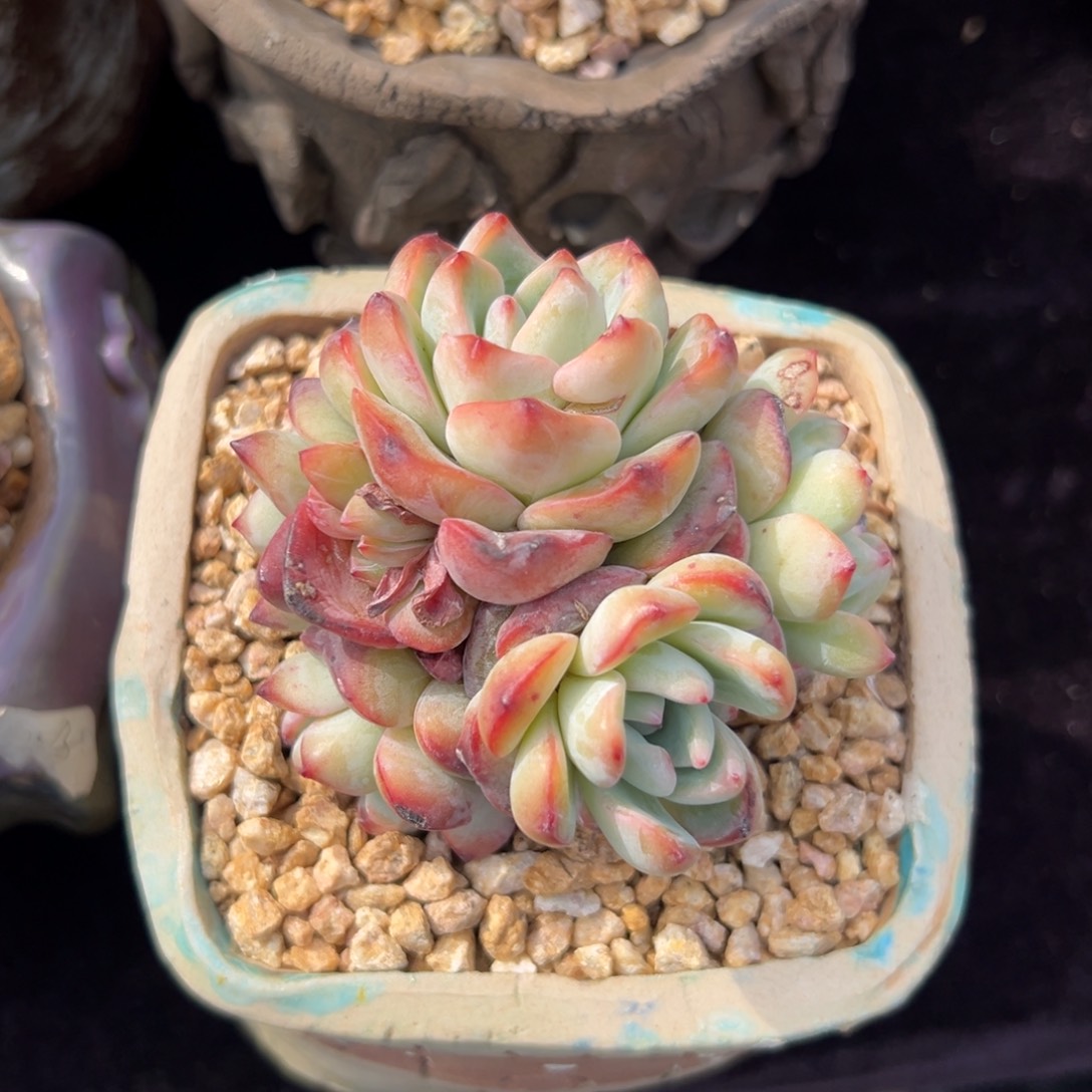 泡芙群生11111111111