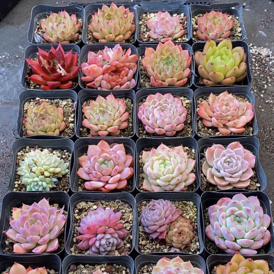 874多肉植物保护研究所所长