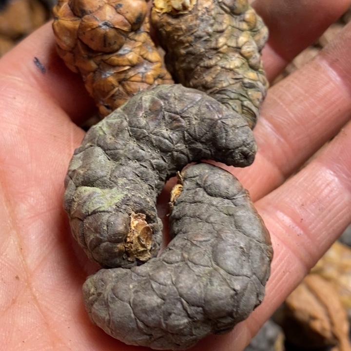 吊坠桃核那车也不49