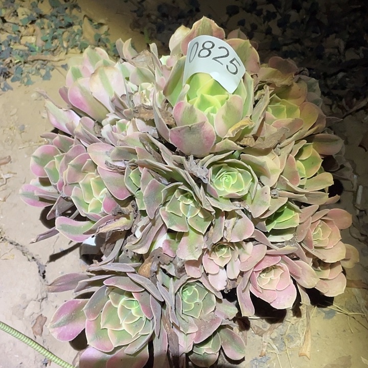 多肉植物法师825香妃