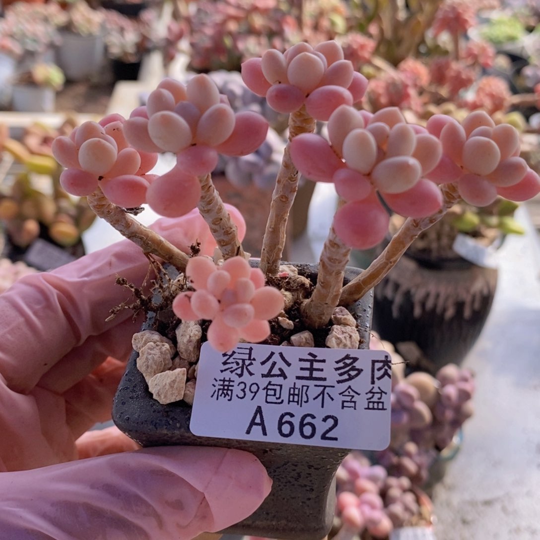 冰淇淋鱼子酱6cm662多肉植物