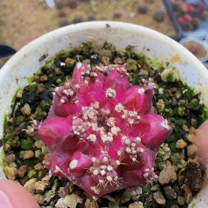 当前无花朵，栽培后可花朵