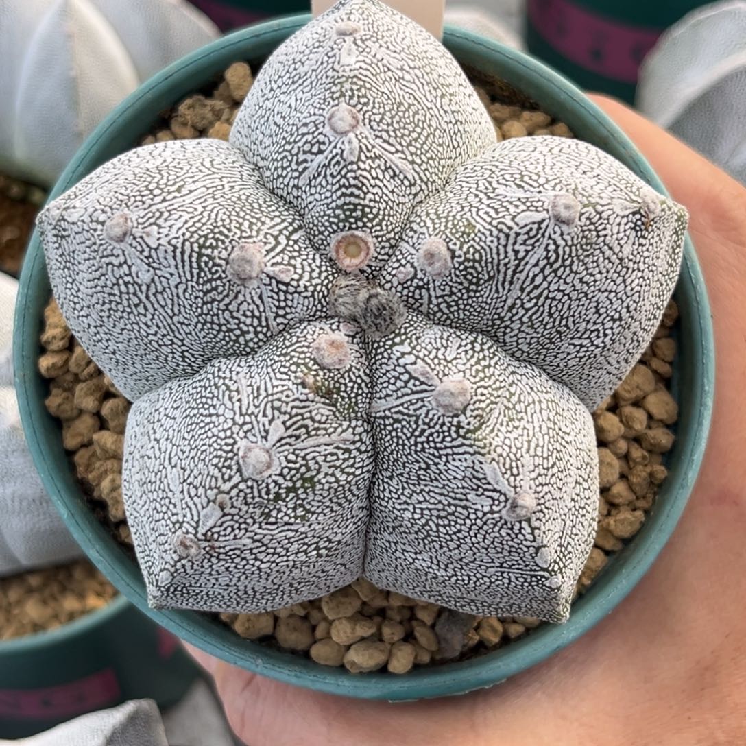 253实生龟甲恩冢鸾凤玉带盆