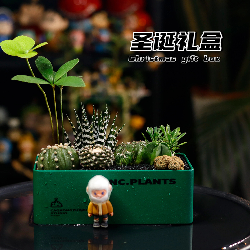 【NC.PLANTS 圣诞礼盒】创意盆栽组合 | 桌面绿植｜成品