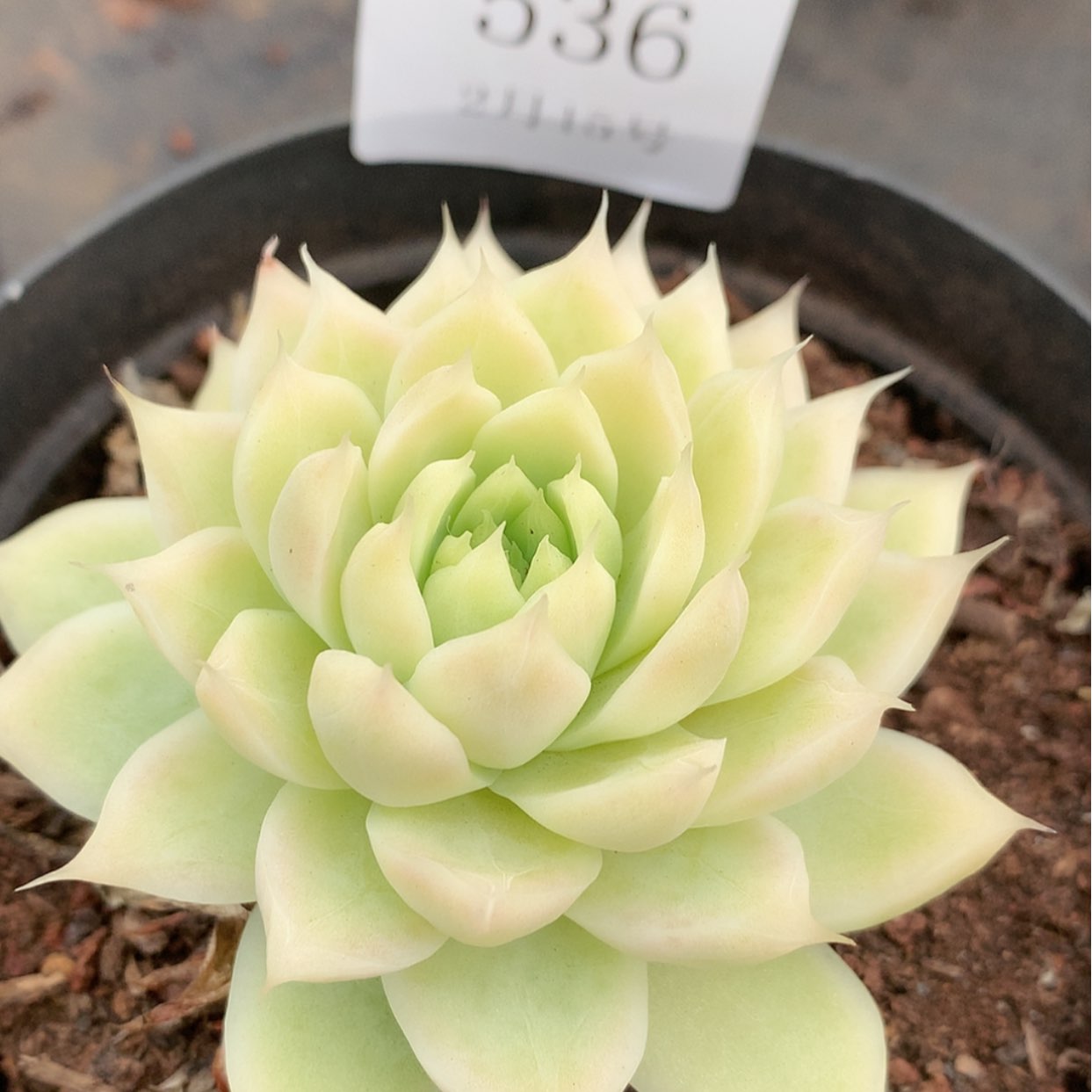 【闪购商品】云536