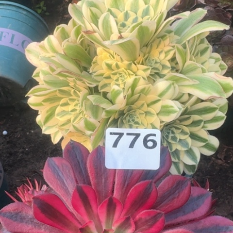 法师迈巴赫黑铜白2颗18-10