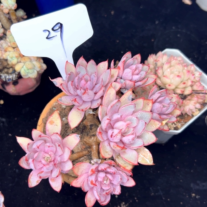 29号赫拉女王。      