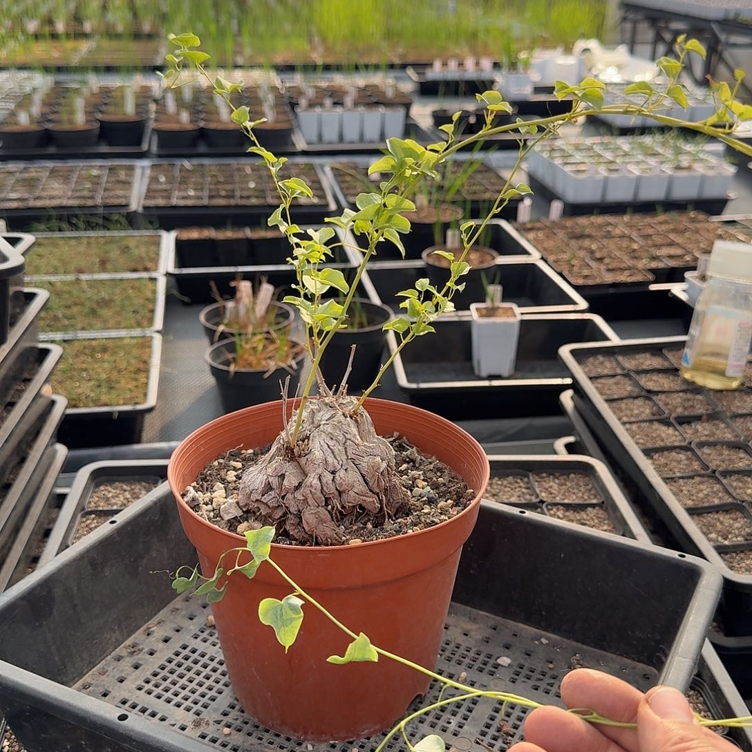 象足龟甲龙一个带盆