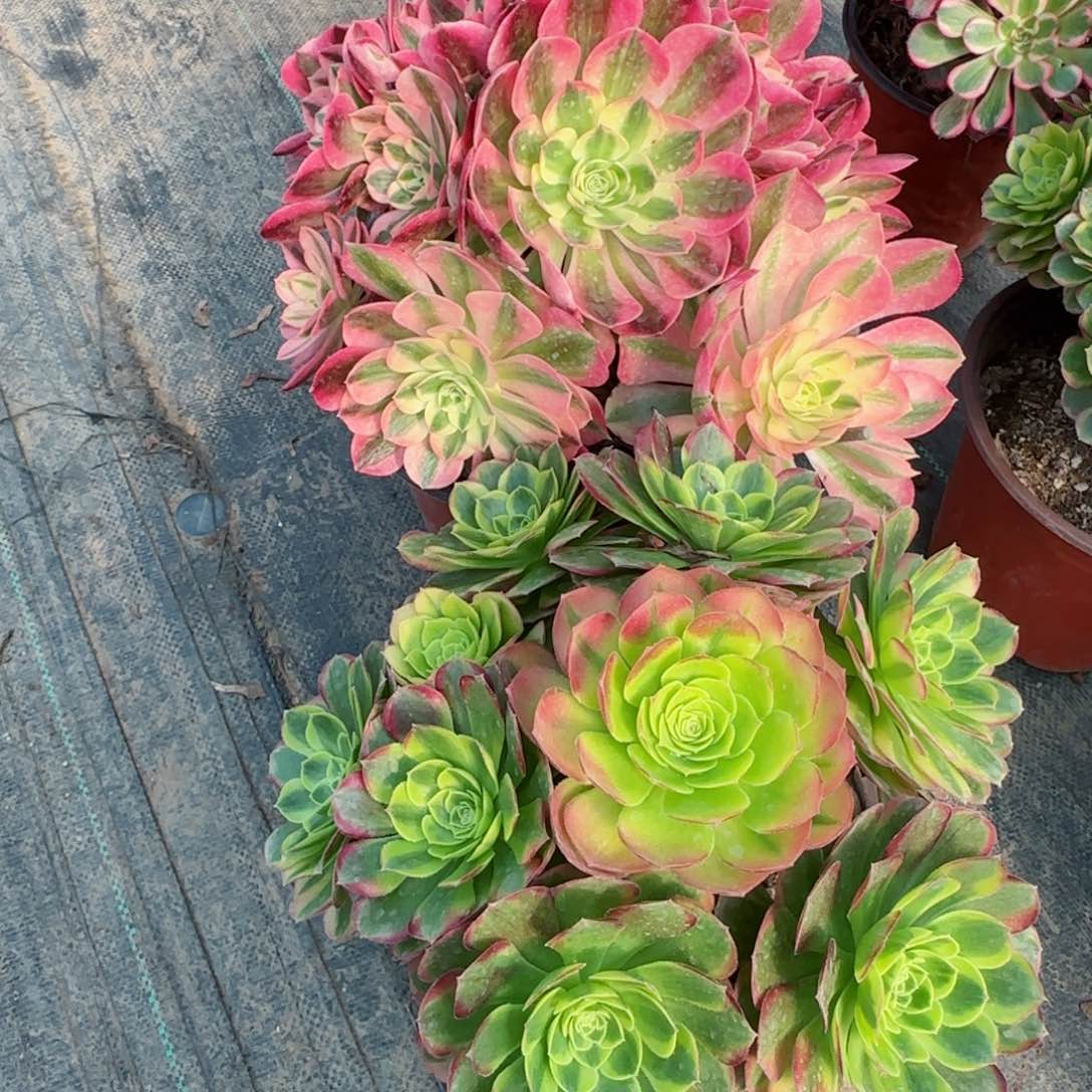 清*6678奶白6679女巫两颗多肉