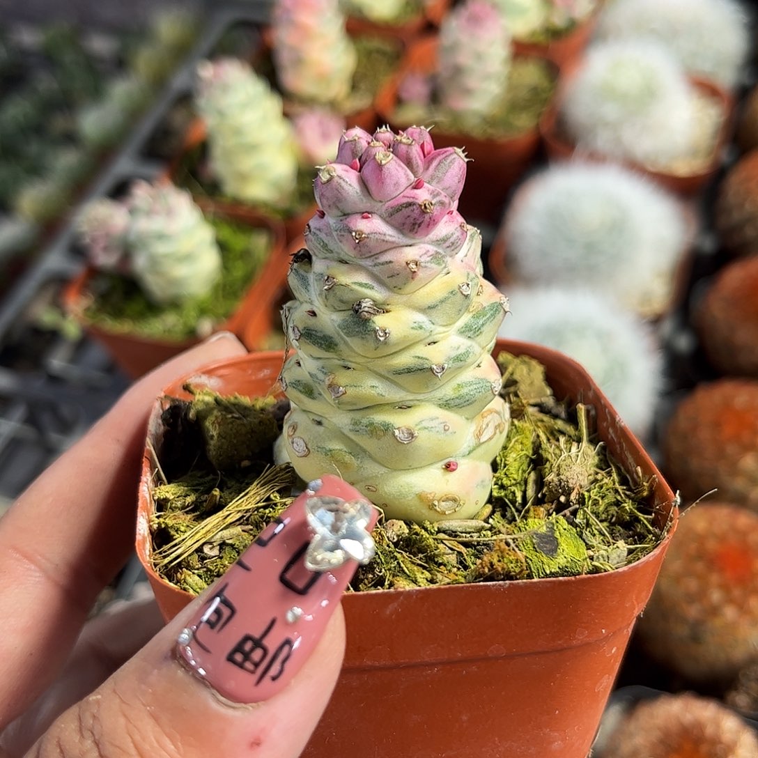 将军阁锦单头发货单头