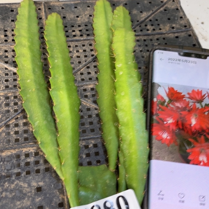 当前无花栽培后可以开花880