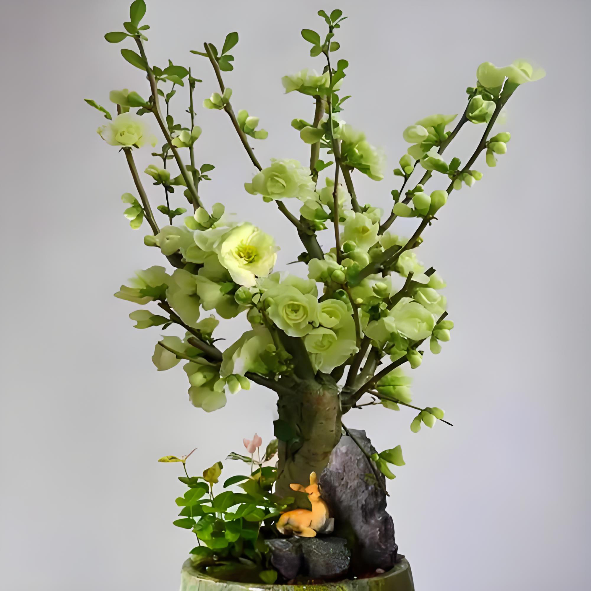 （绿色）绿天鹅海棠花盆栽耐寒植物