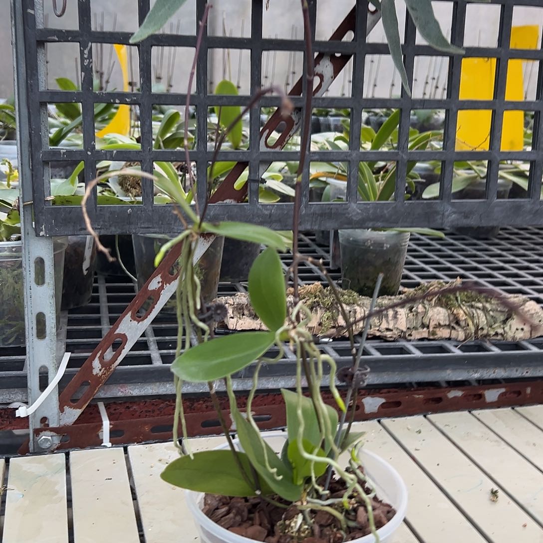 金***棒完全开放粉紫eq 4.5