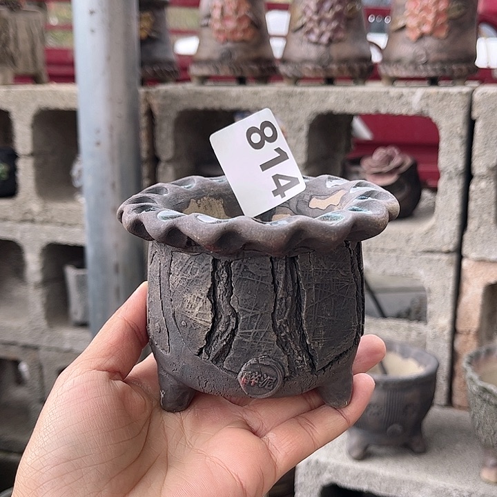 红陶要不就是不去看播