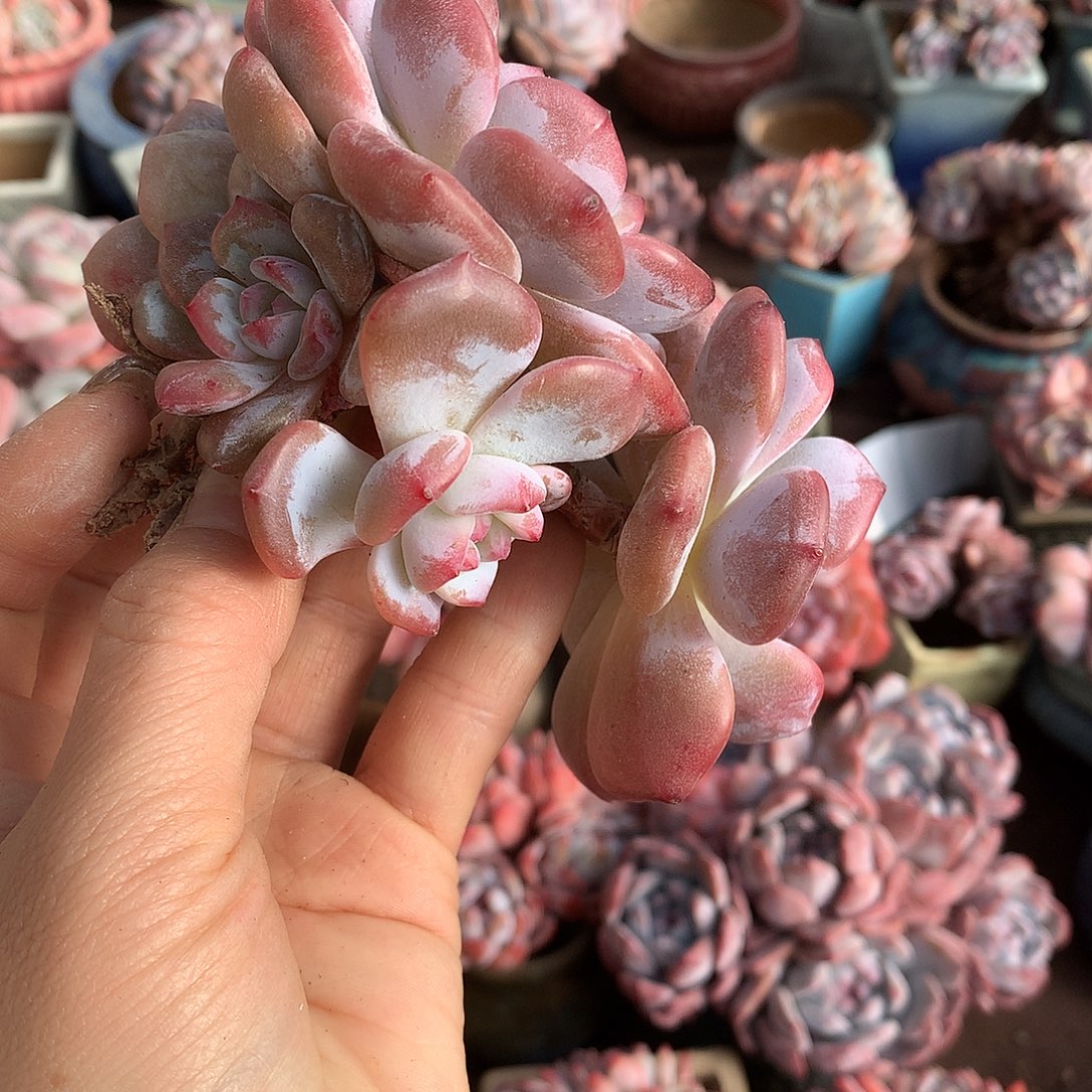 哈哈哈哈哈哈哈哈哈冰玉石榴籽