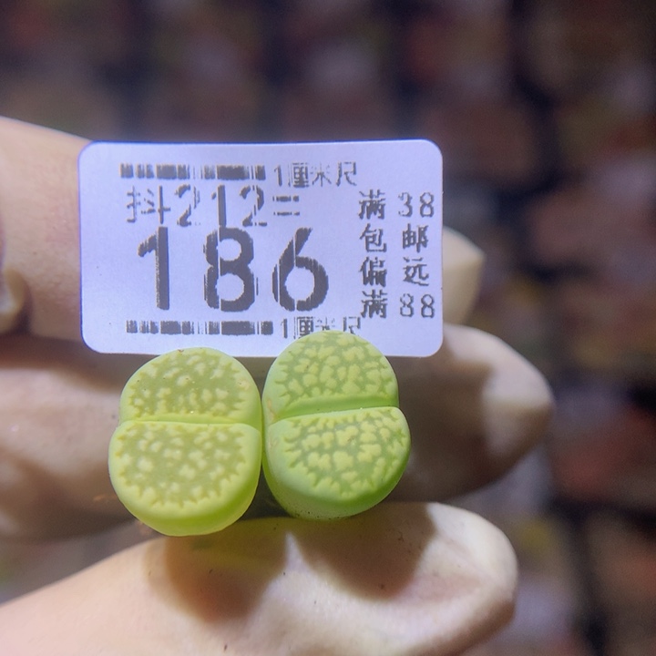 生石花多肉212.186