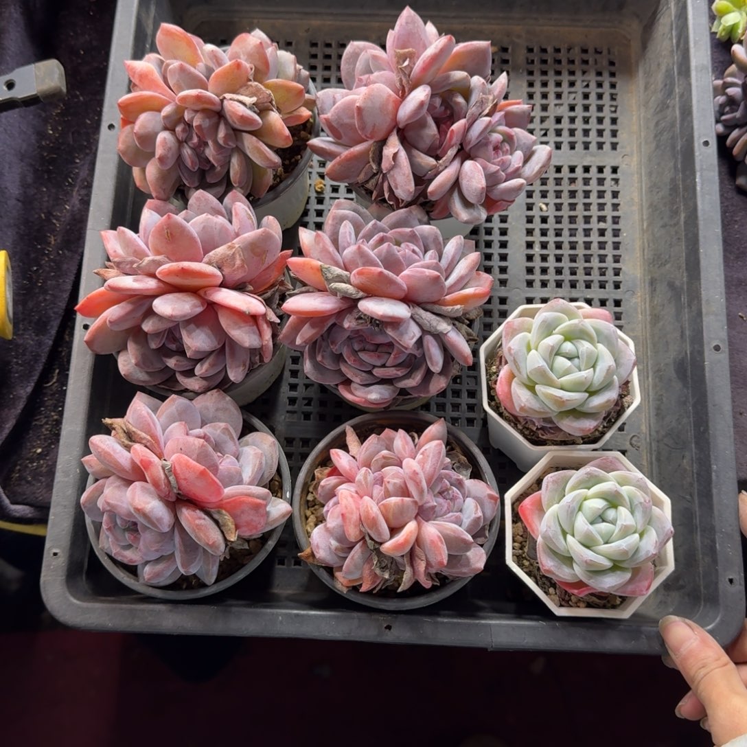 冬***冬星影带盆发一物一拍96号