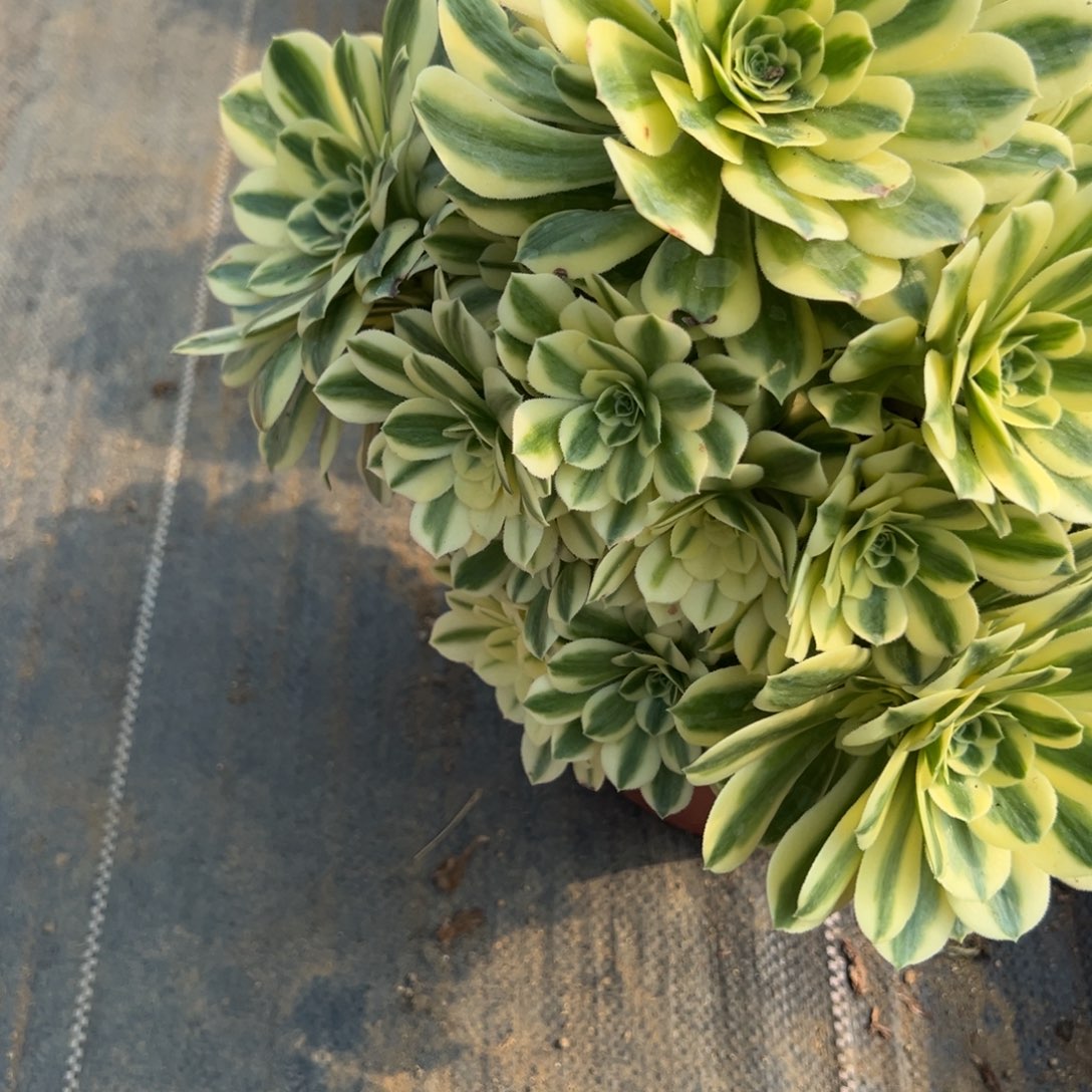 65白牡丹多肉植物