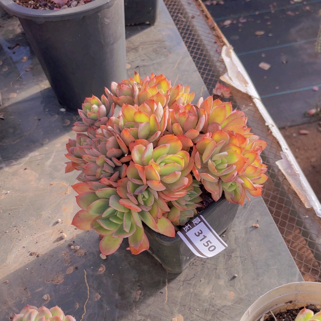 绮罗多肉植物3150