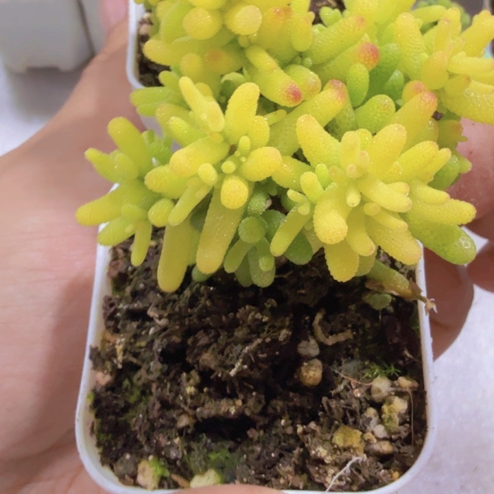糖球锦福利一颗王炸