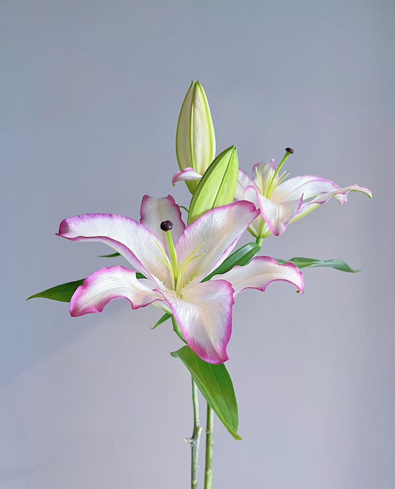 【云合花卉甄选】香水百合 10-12朵花苞 家用鲜切花插花