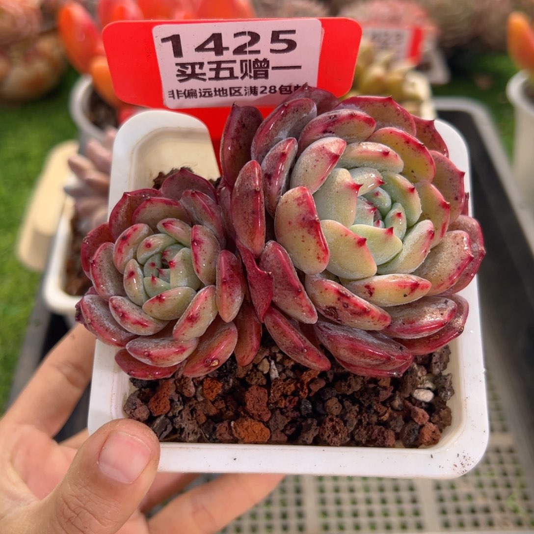 表妹精品多肉1425.