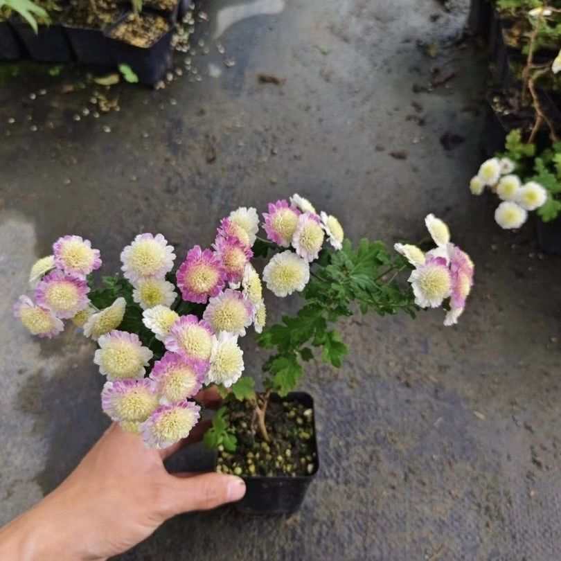 一物一拍各种杂木盆景原生菊花阳台盆景盆栽