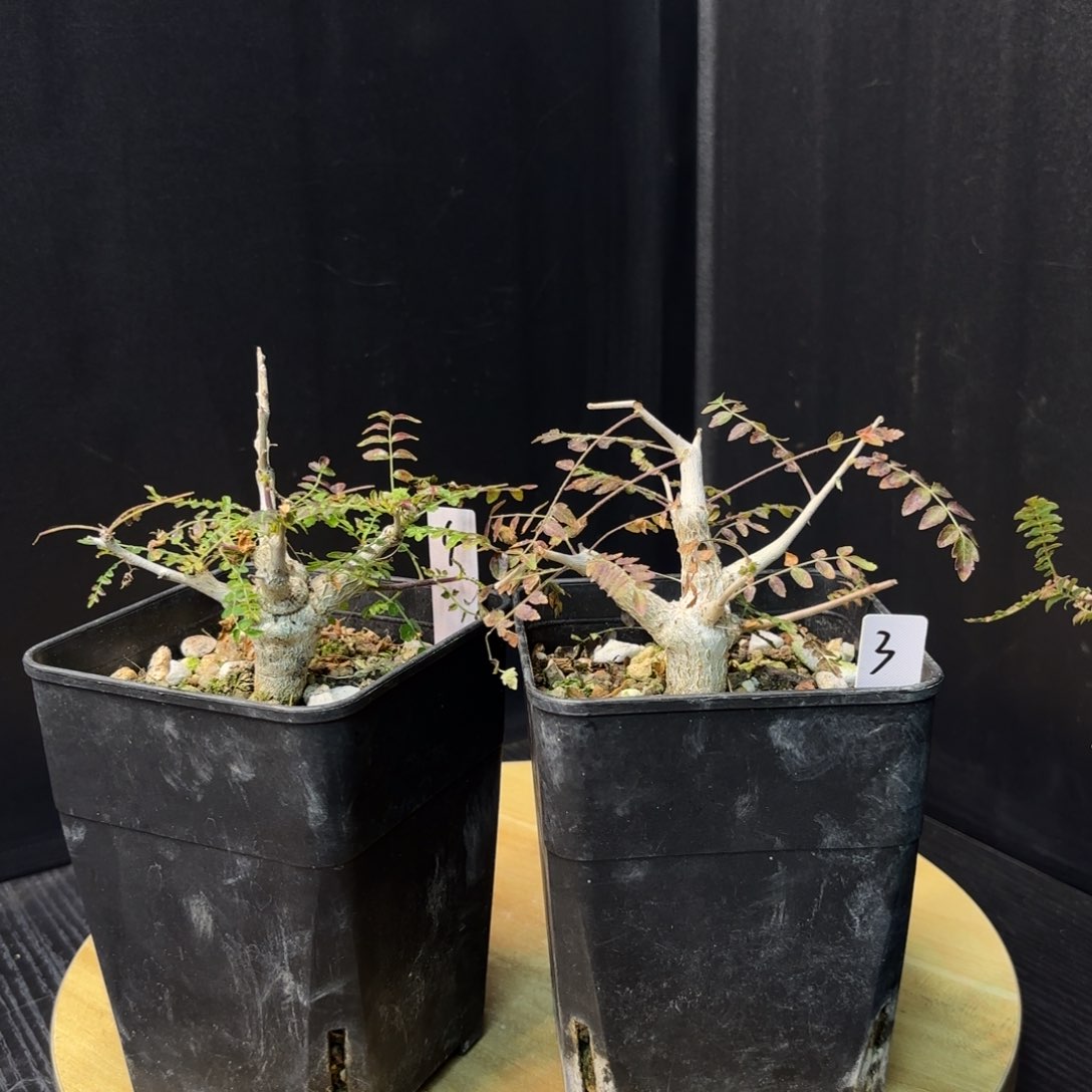 木 尼勒达乳香实生带盆土