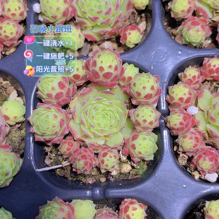 爱德华哦【满10颗包邮】