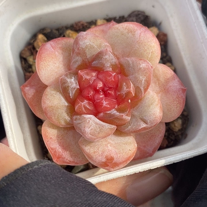 1206-87，糖心多肉