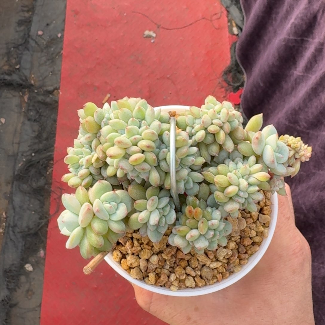 12厘米的尺寸一物一拍的