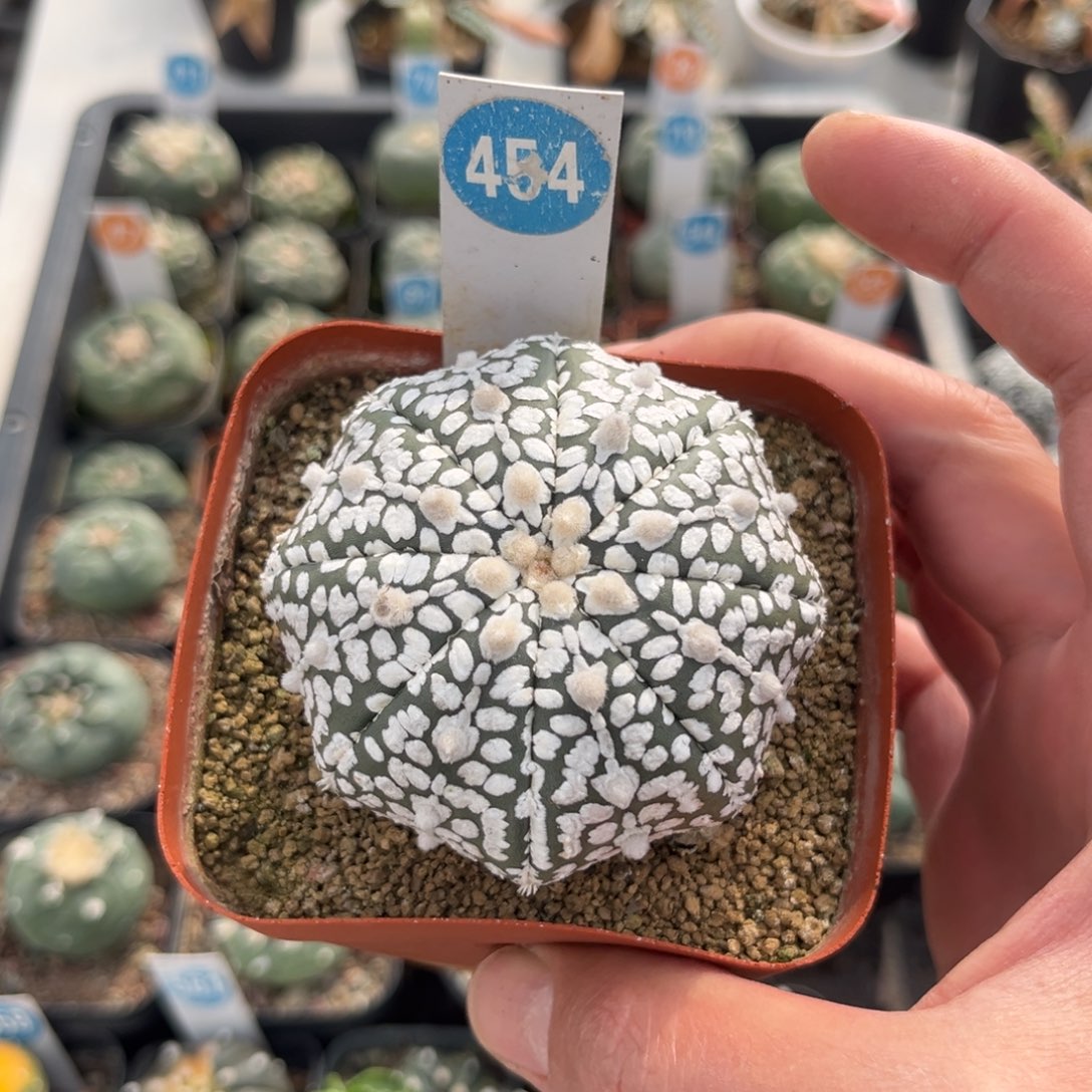 454实生海星超兜带盆带土发货